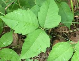 poison ivy frequently asked questions
