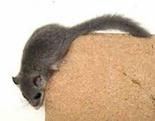 the edible dormouse or loir