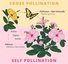 learn genetics b cdn net flowers pollinators image