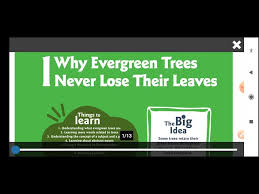 cl 4 why evergreen trees never shed