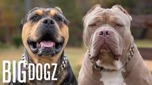 Puppies and dogs for sale in usa on puppyfinder.com. Gator Head Bullies