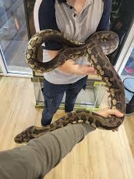 female carpet python pure