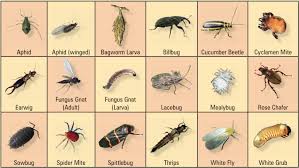 Insect Pest Identification Animal And Bug Hunters