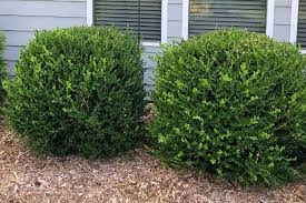 Low Maintenance Shrubs Perfect For The