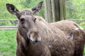 What Causes A Moose To Have Patchy Fur