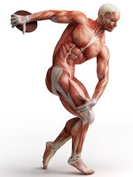The interactive muscle anatomy diagram shown below outlines the major superficial (i.e. 2048x2732 Wallpaper Men Muscle Human Anatomy White Muscle Anatomy 2048x2732 Wallpaper Teahub Io