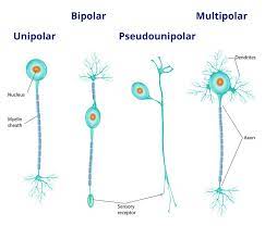 the neuron external structure and