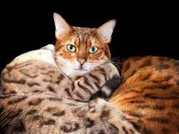 Bengal Cat Breed Size Appearance Personality
