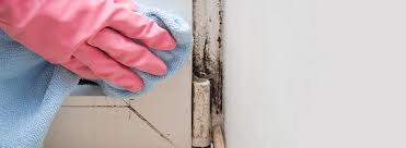 Black Mould Treatment And Solutions