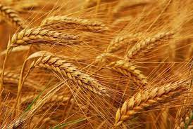 Ziraat Mühendisliği Eğitim Sayfası - Buğday Buğday (Triticum), buğdaygiller  (Poaceae) ailesinden bütün dünyada ıslahı yapılmış tek yıllık otsu bir  bitkidir. Karasal iklimi tercih eder. Mısır ile birlikte dünya çapında  ikinci en fazla