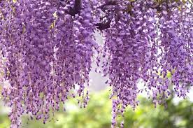 Image result for Wisteria landscaping ideas