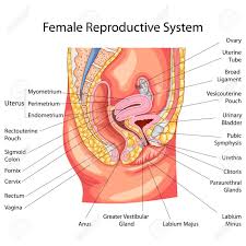 Female Pregnant Body Diagram Lovely Urinary System Female