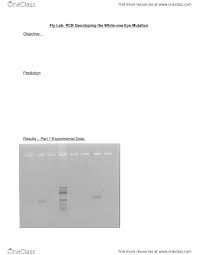 biol lecture notes winter lecture wild type fly lab pcr genotyping the white one eye