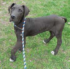 The great dane's 'gentle giant' nickname is well earned by its loving, quiet persona. Adopt Irish On Petfinder Great Dane Dogs Black Great Danes Great Dane