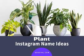 insram name ideas for plant