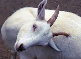 Lice In Goats Capacity Building Grant