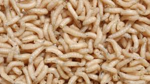 where do maggots come from
