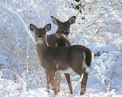 Belle journée d'hiver!!!!! Lévis, Québec, CA | Animals wild, Animals  beautiful, Animals