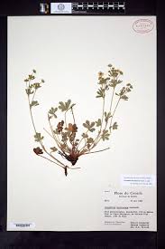 Potentilla thuringiaca - SEINet Portal Network