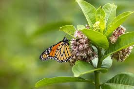 what do monarch erflies eat az