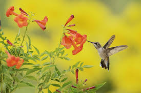 17 best flowers to attract hummingbirds