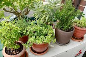 7 tips for a fresh herb garden in your