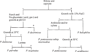 Figure 7 From The Lactic Acid Bacteria A Literature Survey
