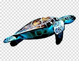 Sea Turtle Loggerhead Sea Turtle