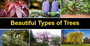 121 types of trees with pictures and