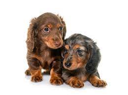 cute dachshund puppies in sg
