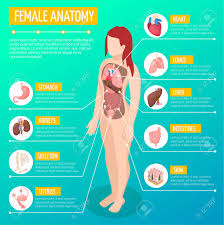 Because of impossible beauty standards that are unachievable without breaking like 8 bad anatomy on the other side is images of illustrations used for a pedagogically purpose. Woman Anatomy Infographic Layout With Location And Definitions Royalty Free Cliparts Vectors And Stock Illustration Image 112909045