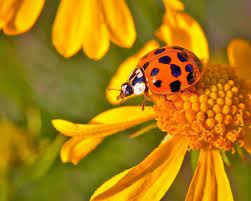 good vs bad ladybugs in your garden