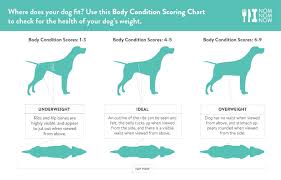 How To Tell If Your Dog Is Overweight Or Obese Modern Dog