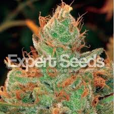Whether you're using gorilla glue to reduce pain or anxiety or just for fun, it is always a great high. Gorilla Glue 4 X Lilly Of Expert Seeds Marijuana Seeds Weed