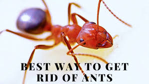 a simple and effective ant