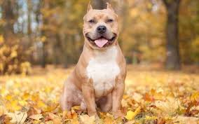 128 Animals Enjoying The Magic Of Autumn | Pitbull dog, Pitbulls, Animals