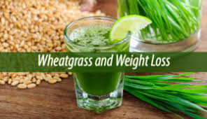 wheatgr juice for weight loss and