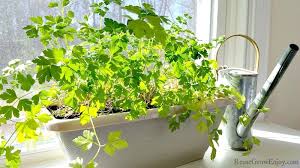 7 reasons to plant a windowsill garden