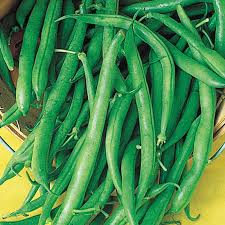 blue lake pole beans bean seeds from