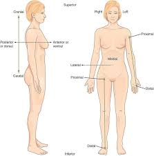2 anatomical position superior and