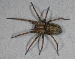 Venomous Hobo Spider May Be Not So Toxic After All Live