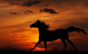 1600 horse hd wallpapers and backgrounds