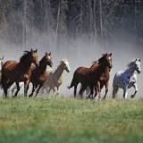 is-rolling-stones-wild-horses-a-cover