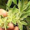 Generally, cannabis seeds come with an indication of the flowering. 1