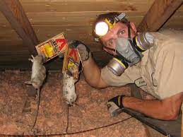 Mouse In Attic How To Get Mice Out Of