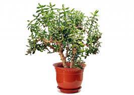The young plants do well in indirect light, whereas big established plants can take more direct sunlight. Jade Plants How To Plant Grow And Care For Jade Plants The Old Farmer S Almanac