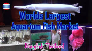 Kemilau aquarium berdiri pada tahun 2016 dijalan no.243 dijalan raya punggai no.243 siteba, kelurahan kurao pagang,kecamatan nanggalo. Aquarium Fish Market World S Largest Bangkok Part 1 Youtube