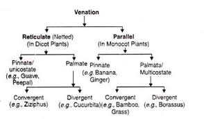 Structure Of A Typical Leaf With Diagram