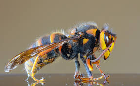 asian giant hornets or hornets