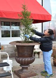 How To Create A Holiday Spruce Tip Pot